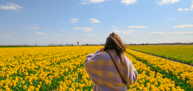 Campo de tulipanes en Holanda