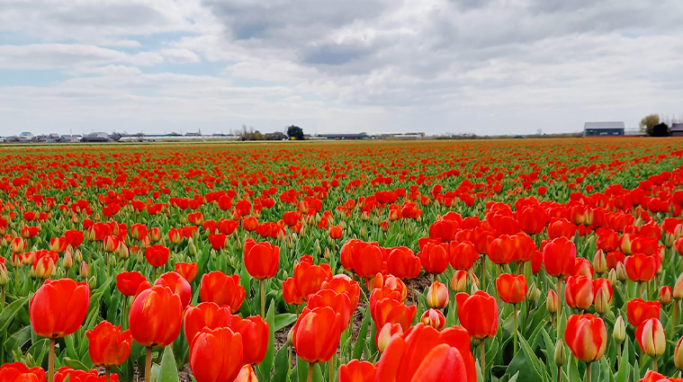 Cómo ver los tulipanes en Holanda - Camaleontours