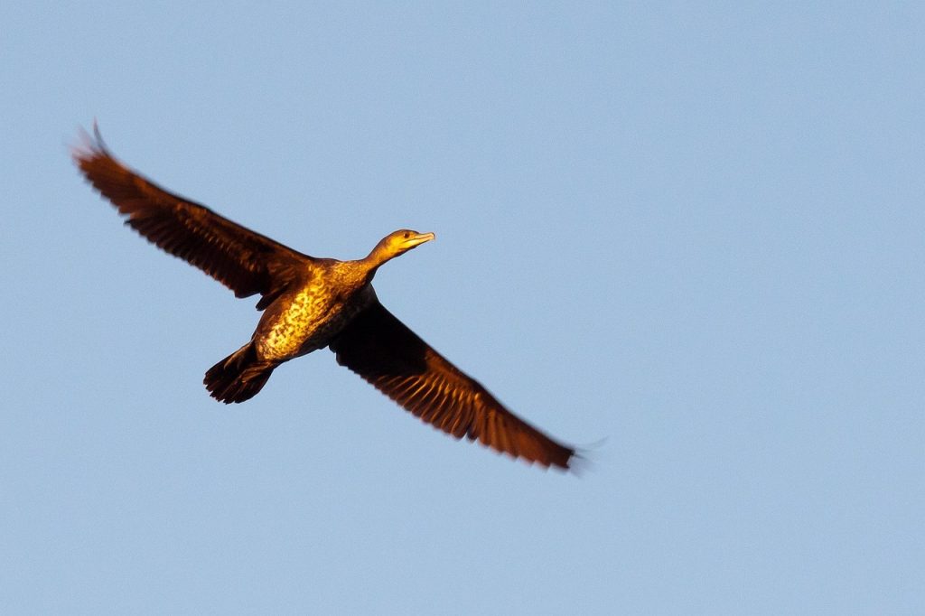 Cormorán volando sobre los canales del Parque Nacional De Biesbosch.