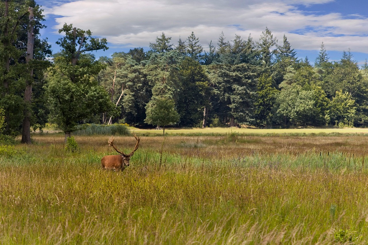 Ciervo rojo caminando entre la naturaleza en el Parque Nacional De Hoge Veluwe.