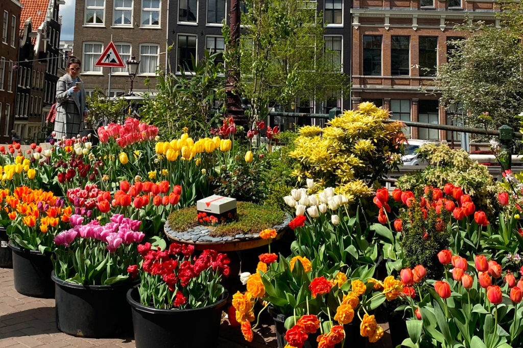 Puesto callejero en Ámsterdam con ramos de tulipanes frescos en exhibición, reflejando la conexión cultural de la ciudad con esta flor icónica.