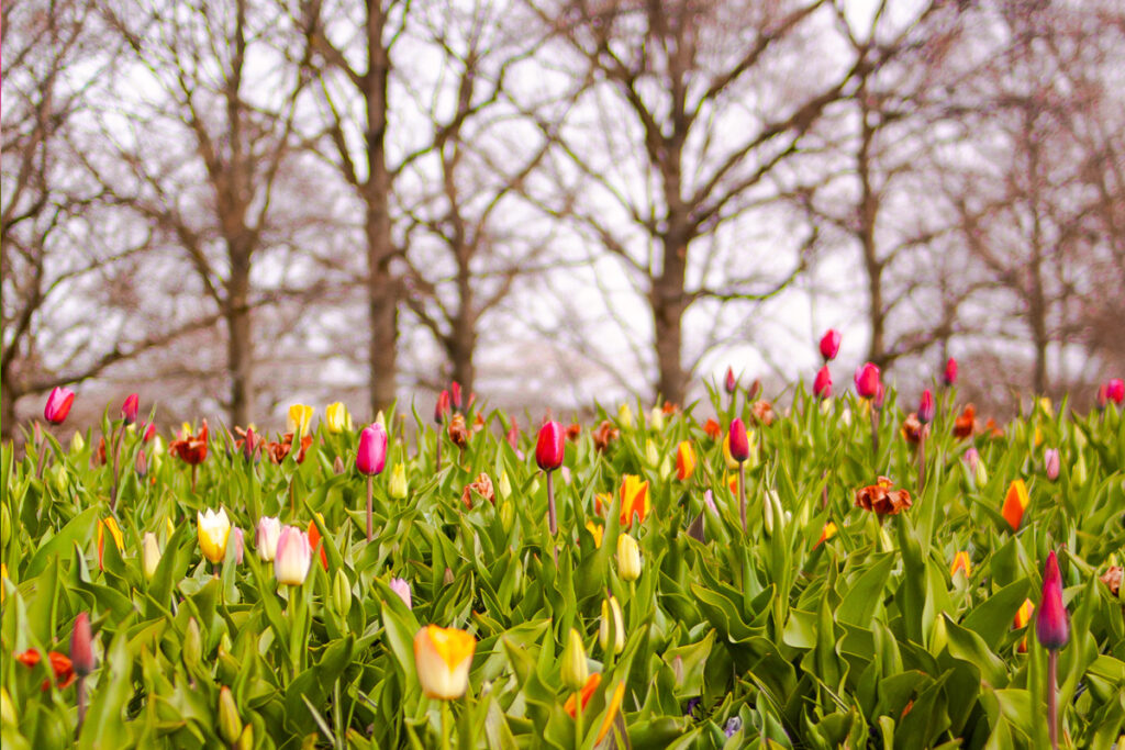 Campo de tulipanes en el Bollenstreek en marzo, con algunas flores en floración y árboles sin hojas al fondo, típico del inicio de la temporada.