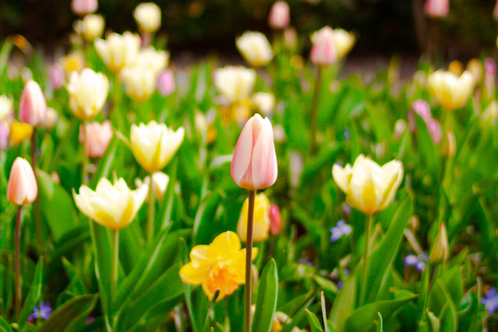 Campo de tulipanes tempranos en Flevoland, Países Bajos, con flores distribuidas en pequeñas zonas de un jardín, típico del inicio de la temporada en marzo.
