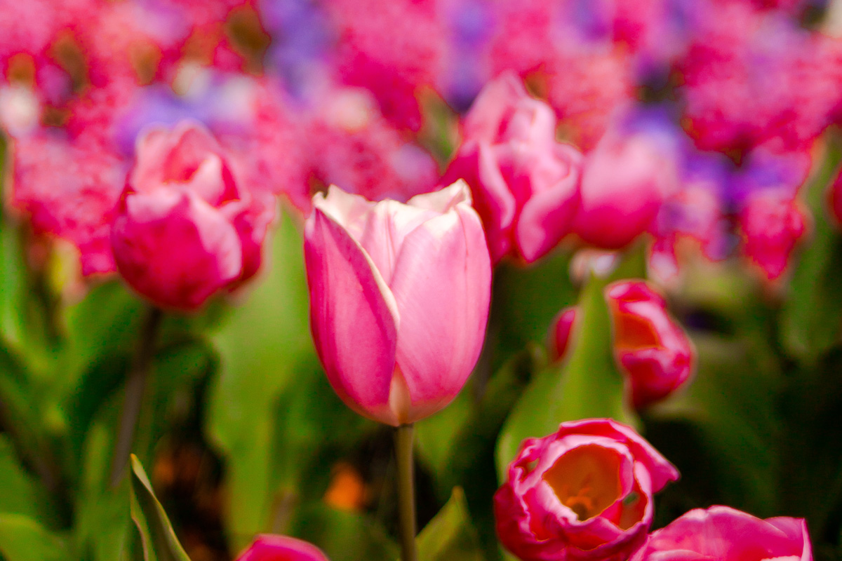 Tulipanes rosas en primer plano con fondo difuminado de flores violetas y rosas, anunciando la llegada de la temporada floral en Países Bajos.