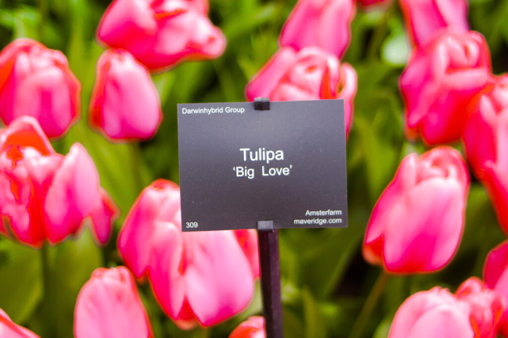 Tulipanes 'Big Love' en flor dentro del parque Keukenhof en marzo, variedad de pétalos grandes y color rosa intenso.