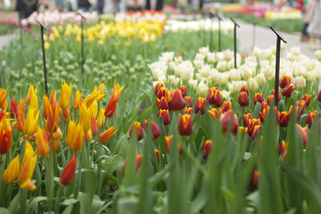 Primer plano de tulipanes y otras flores de primavera en Keukenhof, con colores vibrantes y pétalos en detalle.