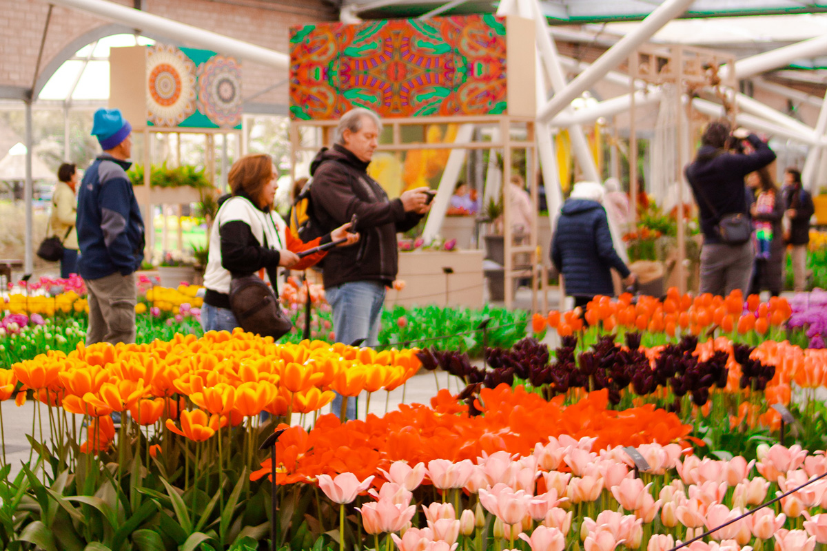 Visitantes en un pabellón del Keukenhof rodeados de tulipanes de varios colores; algunos toman fotos de las flores.