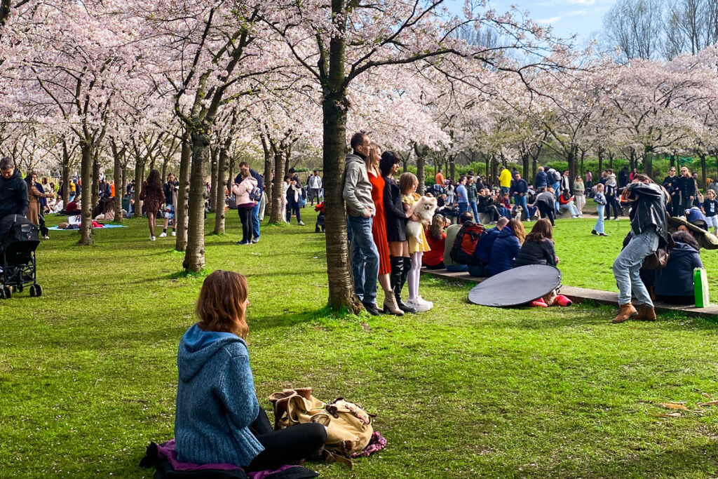 Cerezos en flor en el Amsterdamse Bos durante la primavera, con árboles cubiertos de flores rosadas.